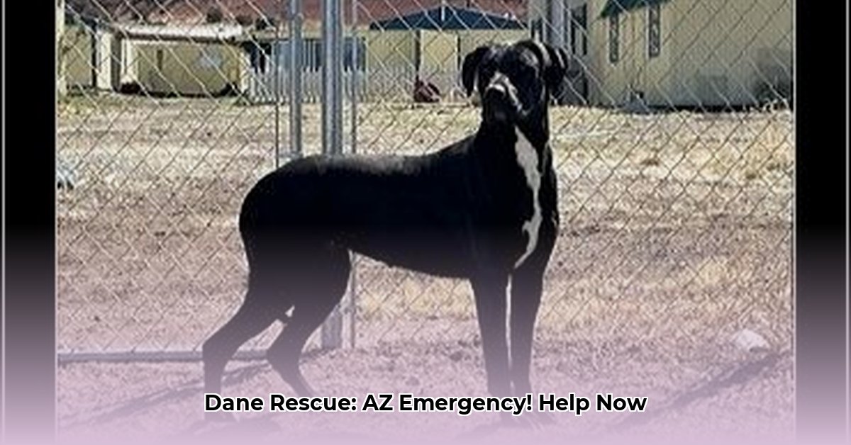 dane-rescue-az